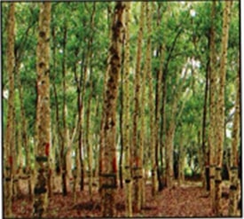 Acacia (Acacia mangium/ Acacia Hybrid)
